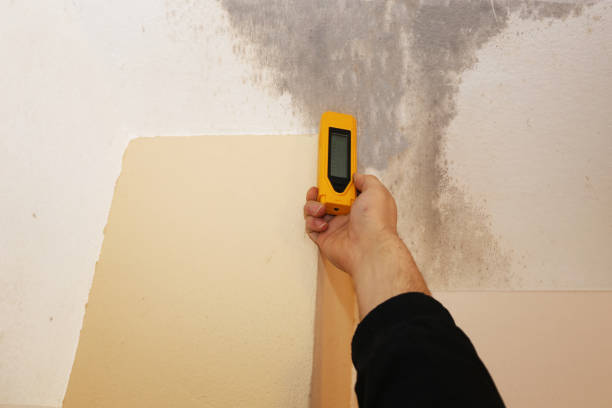 Best Mold Odor Removal Services  in Denver, CO