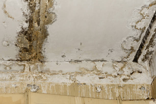  Denver, CO Mold Removal Pros