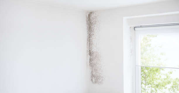 Best Flood Damage  in Denver, CO