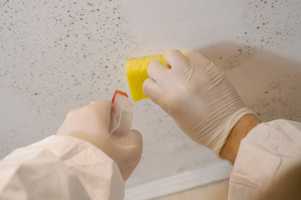 Best Residential Mold Inspection & Testing  in Denver, CO